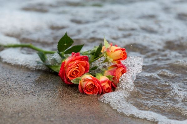 Symbolbild Rose im Wasser